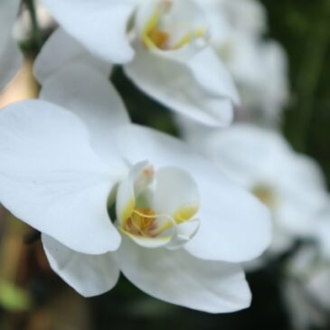 HP開設のお知らせ